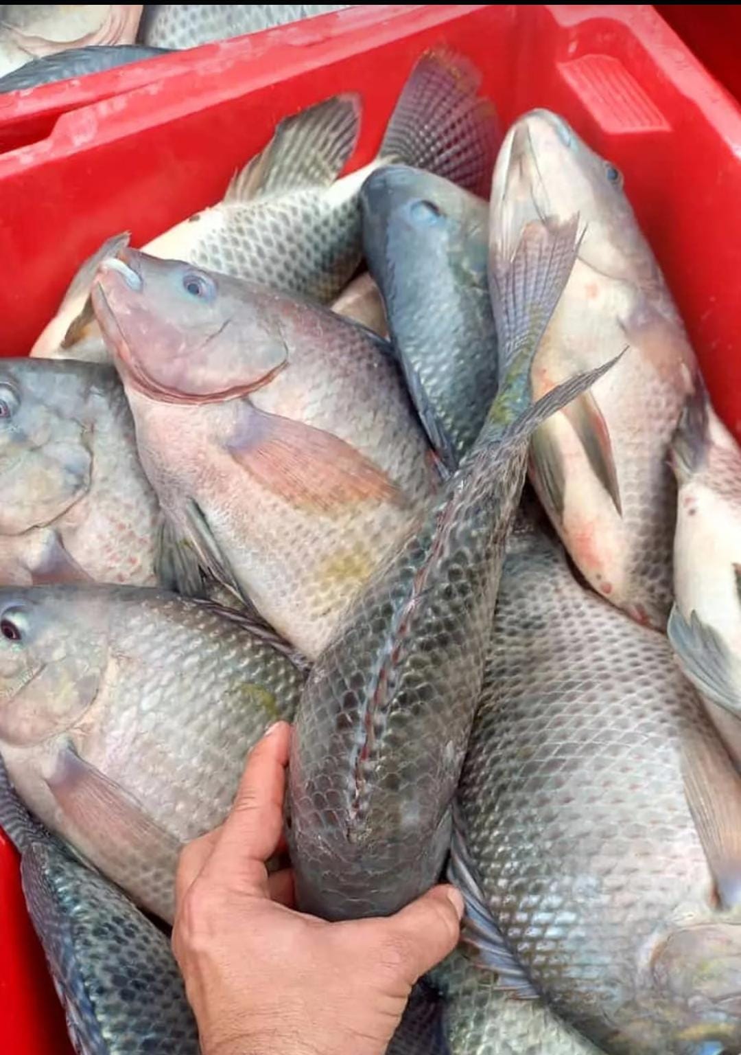 Tilapia utuh segar atau beku from Brasil